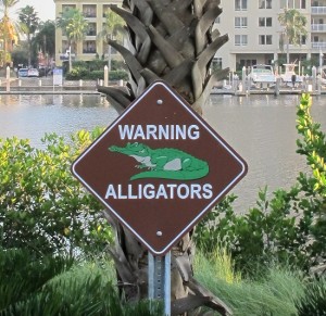 alligator warning 2
